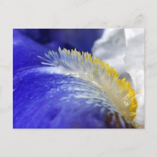 Cartão Postal Cantando os Blues! (Frente)