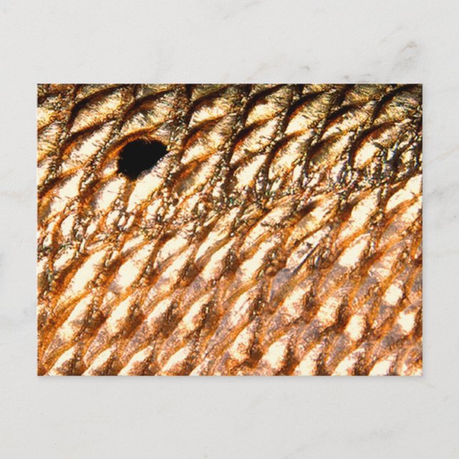 Cartão Postal "Cantarilho" - Tambor vermelho por padrãoWear © (Frente)