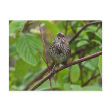 Cante Um Cartão-Postal