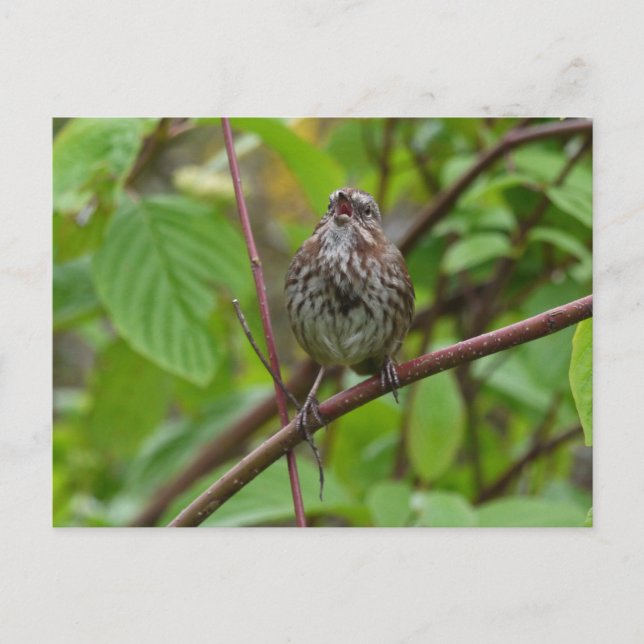 Cartão Postal Cante Um Cartão-Postal (Frente)