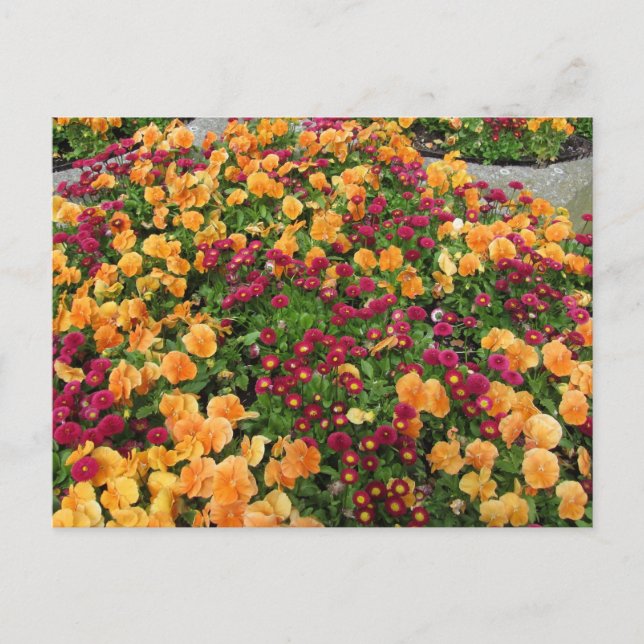 Cartão Postal Canteiro de Flores Laranja e Vermelho (Frente)