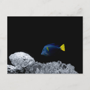 Cartão Postal Cantinho azul do Pacífico
