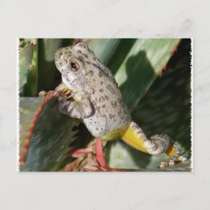 CARTÃO POSTAL CANYON TREEFROG