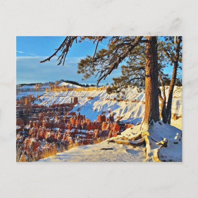 Cartão Postal Canyon Winter Snow Pine Trees Utah (Frente)