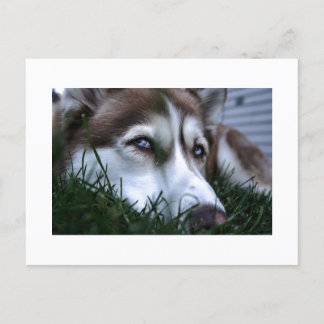 Cartão Postal cão