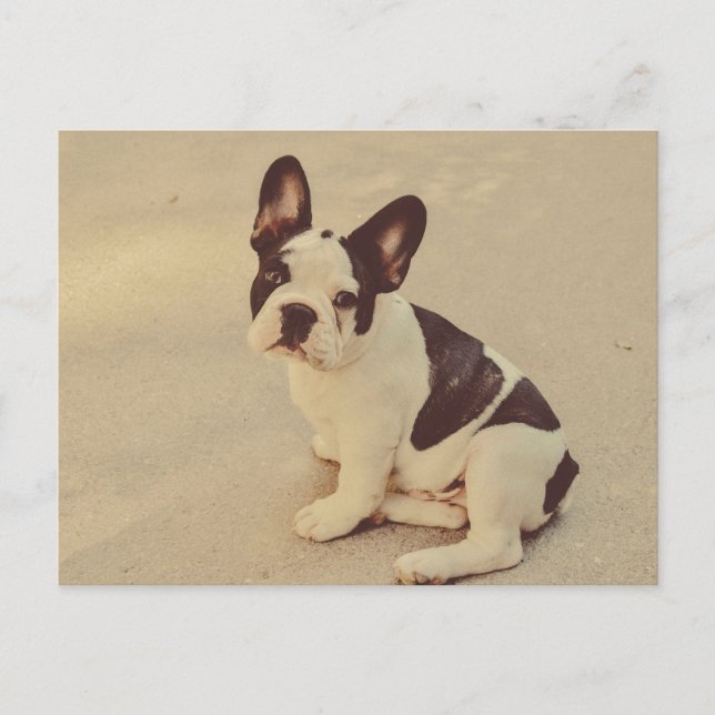Cartão Postal Cão (Frente)