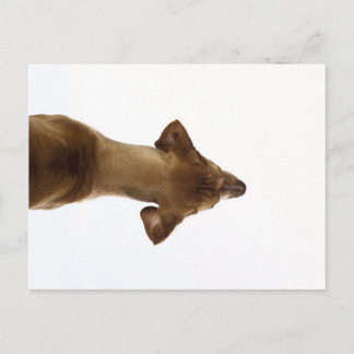 Cartão Postal cão