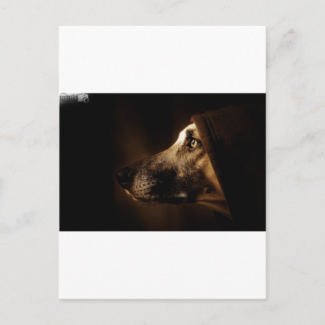 Cartão Postal cão (Frente)