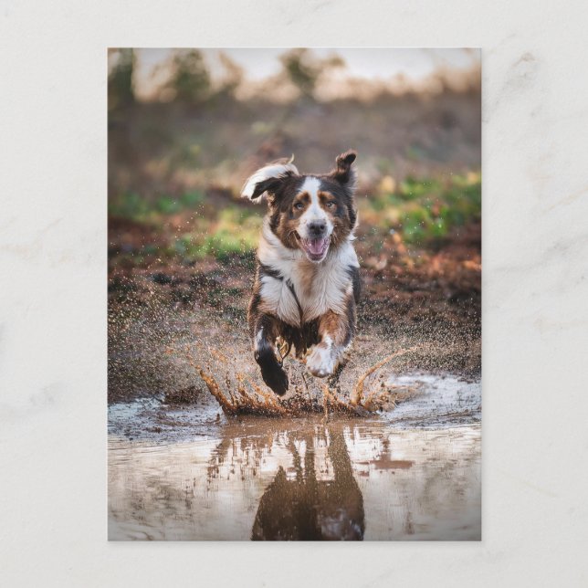 Cartão Postal Cão AI (Frente)