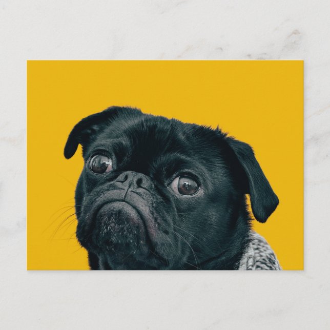 Cartão Postal cão amarelo (Frente)