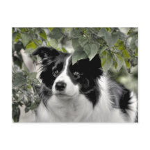 Cão bonito na Floresta Verde de Folha