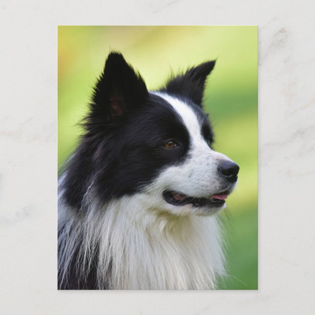 Cartão Postal Cão Border Collie Preto e Branco (Frente)