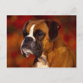 Cartão Postal Cão-boxer