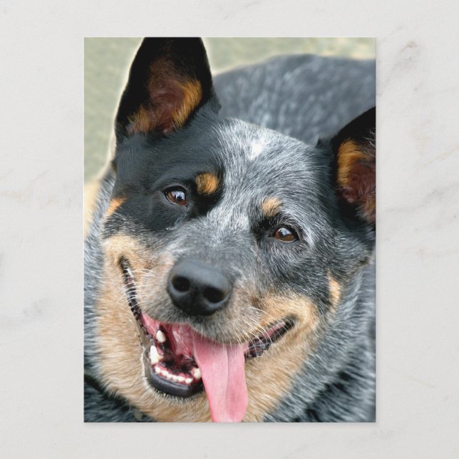 Cartão Postal Cão Boyero Australiano (Frente)