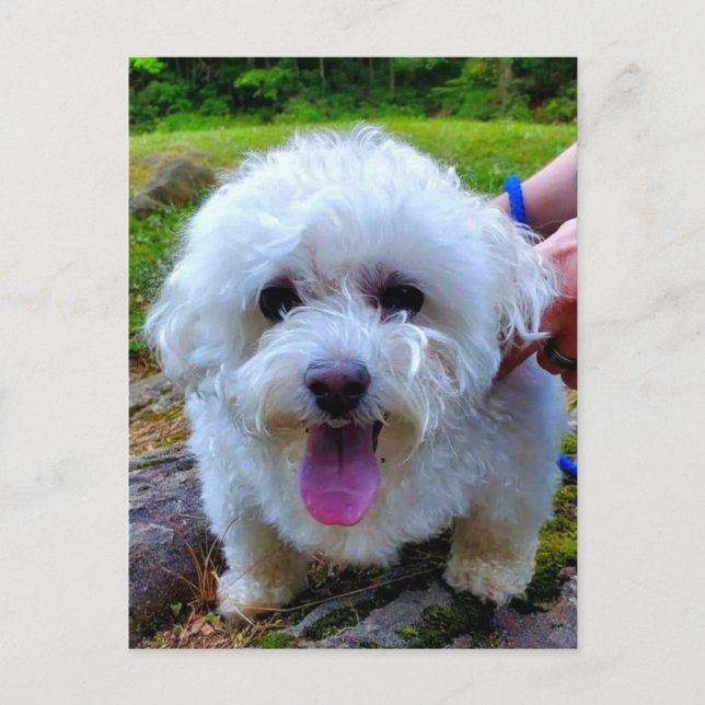 Cartão Postal Cão Branco (Frente)
