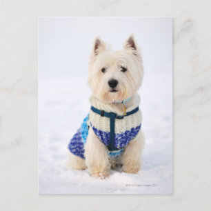 Cartão Postal Cão branco com roupas na neve.