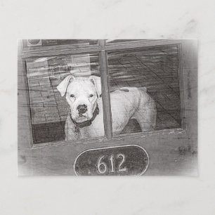 Cartão Postal Cão branco do pugilista atrás da porta, preto e