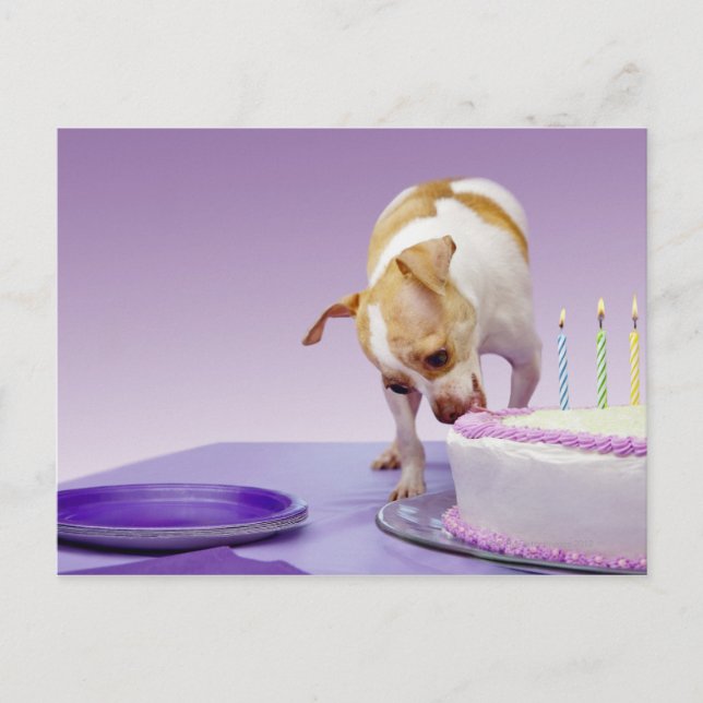 Cartão Postal Cão (chihuahua) comendo bolo de aniversário na mes (Frente)