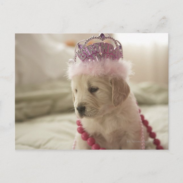 Cartão Postal Cão com decoração na cama (Frente)
