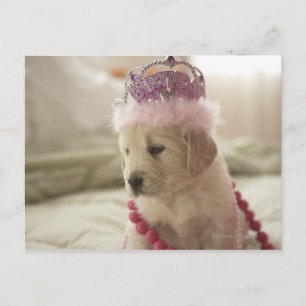 Cartão Postal Cão com decoração na cama