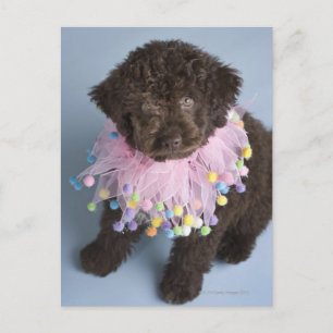 Cartão Postal Cão de Água Italiano (Lagotto)
