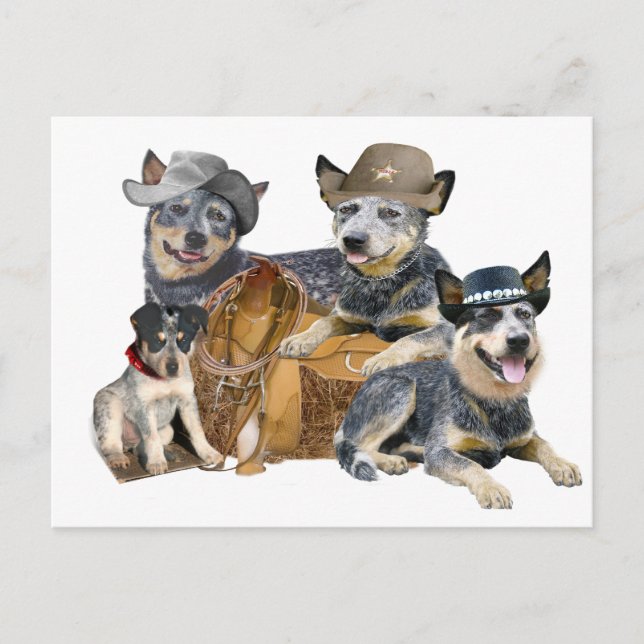 Cartão Postal Cão de Bovinos Australiano (Frente)