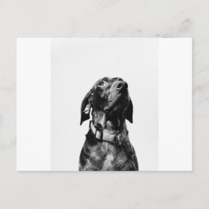 Cartão Postal cão de bw regal