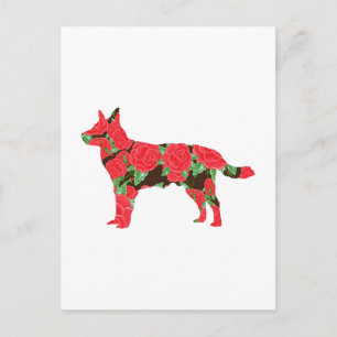 Cartão Postal Cão de Gado Australiano