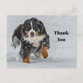Cartão Postal Cão de Montanha Bernês Foto Neve Obrigado