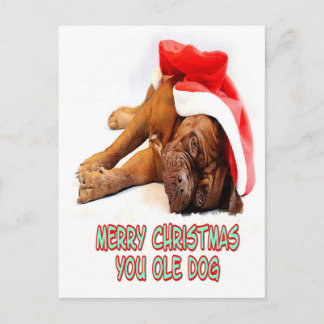 Cartão Postal Cão de Natal
