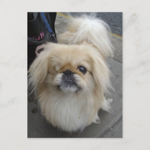 Cartão Postal cão de olhos