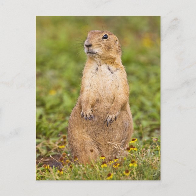 Cartão Postal Cão-de-pradaria-de-cauda-preta Cynomys (Frente)