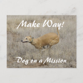 Cartão Postal Cão em Missão