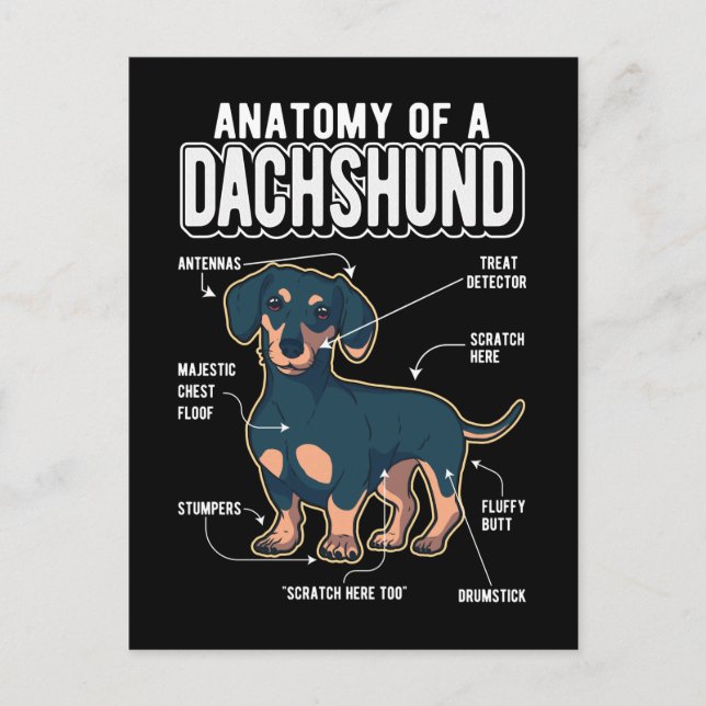 Cartão Postal Cão Engraçado de Anatomia Dachshund (Frente)