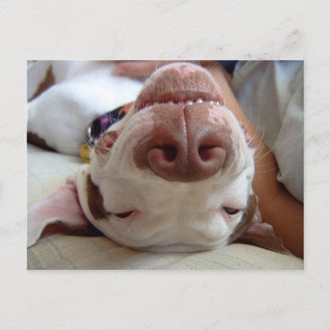 Cartão Postal Cão feliz (Frente)