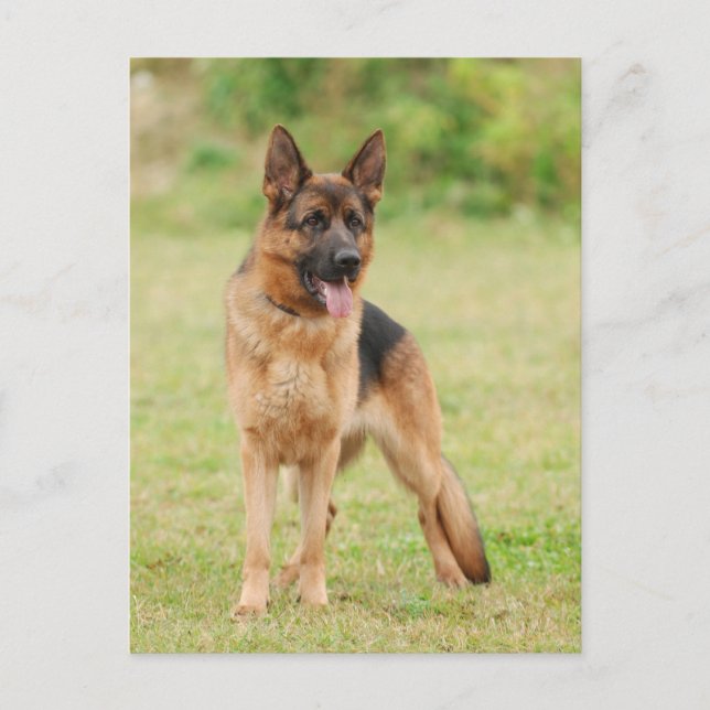 Cartão Postal cão german shepherd (Frente)