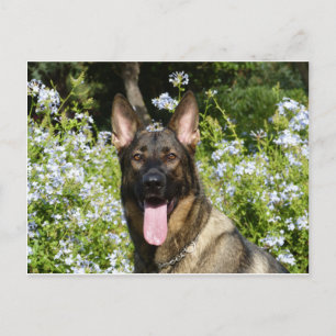Cartão Postal Cão german shepherd