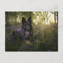 Cartão Postal cão german shepherd ao tempo de pulverização