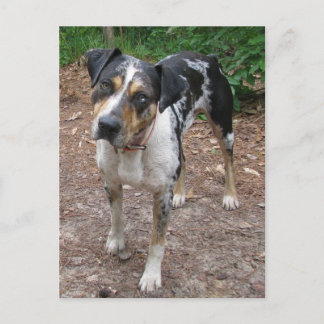 Cartão Postal Cão Leopardo da Louisiana