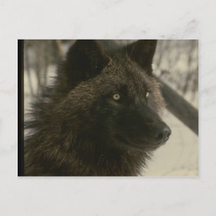 Cartão Postal Cão Lobo Negro