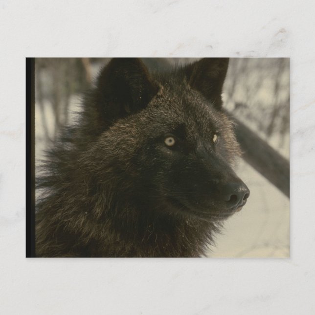 Cartão Postal Cão Lobo Negro (Frente)