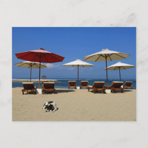 Cartão Postal Cão na praia