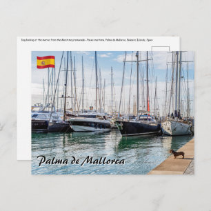 Cartão Postal Cão no Paseo maritimo - Palma de Maiorca