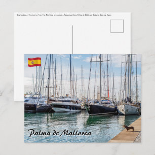 Cartão Postal Cão no Paseo maritimo - Palma de Mallorca