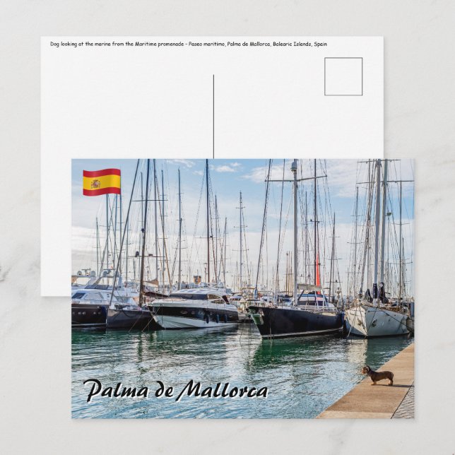 Cartão Postal Cão no Paseo maritimo - Palma de Mallorca (Frente/Verso)