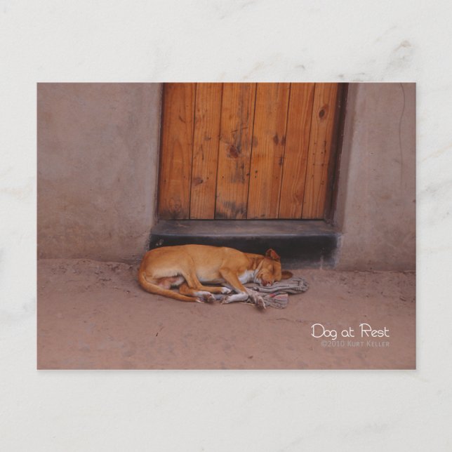 Cartão Postal Cão no Resto (Frente)