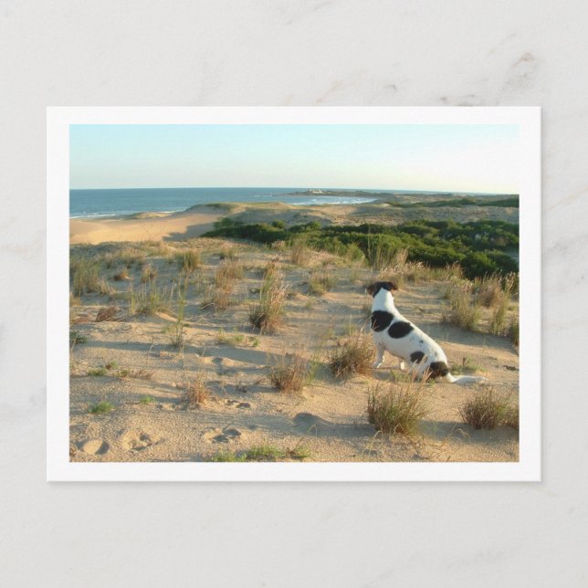 Cartão Postal cão olhando para o mar (Frente)