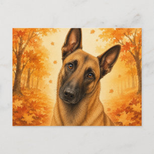 Cartão Postal Cão Pastor Belga Malinois no Outono