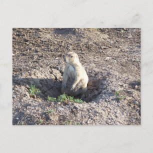 Cartão Postal cão prairie, vida selvagem, criatura fofa