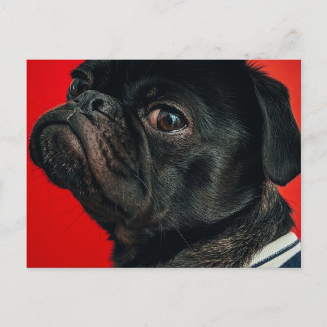 Cartão Postal cão rojo (Frente)